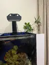 [TodoMarino.com] Manglar de unos 50cm