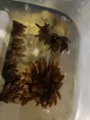 [TodoMarino.com] anemona cuadricolor