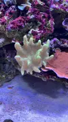 [TodoMarino.com] corales madrid