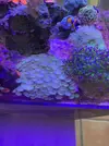 [TodoMarino.com] Regaló colonias de Zoas