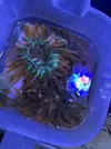 [TodoMarino.com] anemona cuadricolor