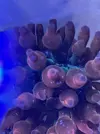 [TodoMarino.com] anemona cuadricolor