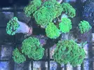 [TodoMarino.com] Euphylllia green toxic
