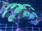 [TodoMarino.com] Euphylllia green toxic