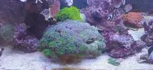 [TodoMarino.com] Esquejes Euphyllia Paradivisa Valdemoro