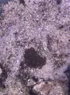 [TodoMarino.com] Peces y Corales por Desmonte
