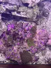 [TodoMarino.com] Peces y Corales por Desmonte