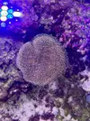 [TodoMarino.com] Peces y Corales por Desmonte