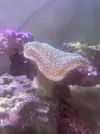 [TodoMarino.com] Peces y Corales por Desmonte