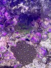 [TodoMarino.com] Peces y Corales por Desmonte