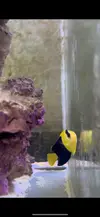 [TodoMarino.com] Peces y Corales por Desmonte