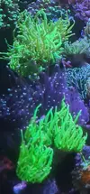[TodoMarino.com] Vendo cabezas de Glabescens Green toxic