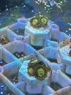 [TodoMarino.com] Vendo o cambio Zoas