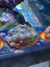 [TodoMarino.com] Vendo o cambio Zoas