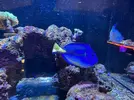 [TodoMarino.com] Vendo Paracanthurus hepatus en Madrid