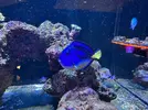 [TodoMarino.com] Vendo Paracanthurus hepatus en Madrid