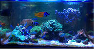 Desmontaje acuario: regalo corales y/o peces