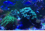 Desmontaje acuario: regalo corales y/o peces