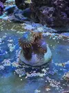 [TodoMarino.com] Vendo o cambio Zoas