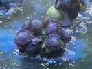 [TodoMarino.com] Vendo o cambio Zoas