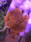 [TodoMarino.com] Acros lps blandos y caracoles