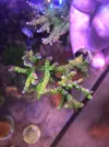 [TodoMarino.com] Acros lps blandos y caracoles
