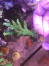[TodoMarino.com] Acros lps blandos y caracoles