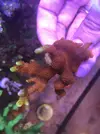 [TodoMarino.com] Acros lps blandos y caracoles