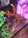 [TodoMarino.com] Acros lps blandos y caracoles