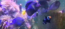[TodoMarino.com] Vendo Peces (Valencia)