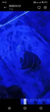 [TodoMarino.com] Vendo Pomacanthus Paru