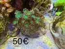[TodoMarino.com] Vendo piezas coral