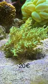[TodoMarino.com] Vendo piezas coral