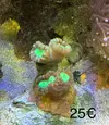 [TodoMarino.com] Vendo piezas coral