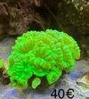 [TodoMarino.com] Vendo piezas coral