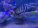 [TodoMarino.com] Naso Lituratus y Zebrasoma Veliferum