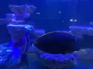 [TodoMarino.com] Naso Lituratus y Zebrasoma Veliferum