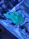 [TodoMarino.com] Vendo echinophyllia lamellosa zona Barcelona