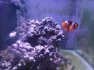 [TodoMarino.com] Vendo 2 Amphiprion Ocellaris