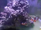 [TodoMarino.com] Vendo 2 Amphiprion Ocellaris