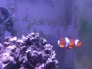[TodoMarino.com] Vendo 2 Amphiprion Ocellaris