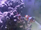[TodoMarino.com] Vendo 2 Amphiprion Ocellaris