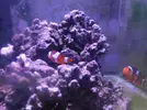 [TodoMarino.com] Vendo 2 Amphiprion Ocellaris