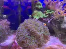 [TodoMarino.com] Euphyllia 20 cabeza