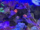 [TodoMarino.com] Roca acuario marino