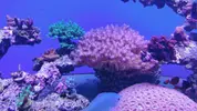 [TodoMarino.com] Pocillopora XXL