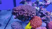 [TodoMarino.com] Pocillopora XXL