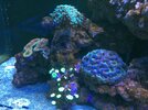 Consejos para mantener corales lps saludables.