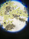 Ayuda para identificar "alga?"