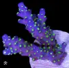 [TodoMarino.com] Esqueje acropora válida tricolor